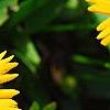 Coreopsis grandiflora 'Early Sunrise', flowers
