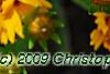Coreopsis grandiflora 'Early Sunrise', flowers
