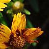 Coreopsis grandiflora 'Early Sunrise', flowers