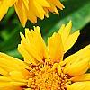 Coreopsis grandiflora 'Early Sunrise', flowers