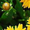 Coreopsis grandiflora 'Early Sunrise', flowers