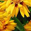 Coreopsis grandiflora 'Early Sunrise', flowers