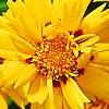 Coreopsis grandiflora 'Early Sunrise', flowers