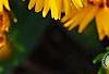 Coreopsis grandiflora 'Early Sunrise', flowers