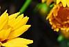 Coreopsis grandiflora 'Early Sunrise', flowers