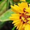 Coreopsis grandiflora 'Early Sunrise', flowers