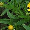 Coreopsis grandiflora 'Rising Sun', flowers