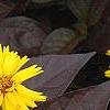 Coreopsis grandiflora 'Rising Sun', flowers