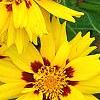 Coreopsis grandiflora 'Rising Sun', flowers