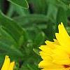 Coreopsis grandiflora 'Rising Sun', flowers