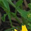 Coreopsis grandiflora 'Rising Sun', flowers
