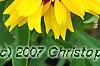 Coreopsis grandiflora 'Rising Sun', flowers
