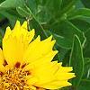 Coreopsis grandiflora 'Rising Sun', flowers