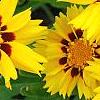 Coreopsis grandiflora 'Rising Sun', flowers