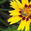 Coreopsis grandiflora 'Rising Sun', flowers