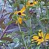 Coreopsis integrifolia, habit