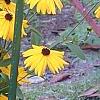 Coreopsis integrifolia, habit