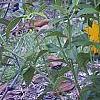 Coreopsis integrifolia, habit