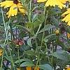 Coreopsis integrifolia, habit