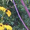 Coreopsis integrifolia, habit