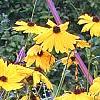 Coreopsis integrifolia, habit