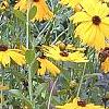 Coreopsis integrifolia, habit