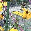 Coreopsis integrifolia, habit