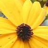 Coreopsis integrifolia, flowers