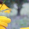 Coreopsis integrifolia, flowers