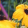 Coreopsis integrifolia, flowers