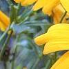 Coreopsis integrifolia, flowers