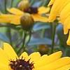 Coreopsis integrifolia, flowers
