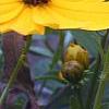 Coreopsis integrifolia, flowers