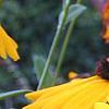 Coreopsis integrifolia, flowers