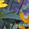 Coreopsis integrifolia, flowers