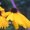 Coreopsis integrifolia, flowers