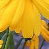 Coreopsis integrifolia, flowers