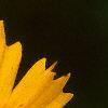 Coreopsis lanceolata 'Sunburst', flowers
