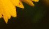 Coreopsis lanceolata 'Sunburst', flowers