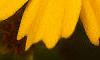Coreopsis lanceolata 'Sunburst', flowers