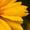 Coreopsis lanceolata 'Sunburst', flowers