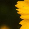 Coreopsis lanceolata 'Sunburst', flowers