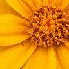 Coreopsis lanceolata 'Sunburst', flowers