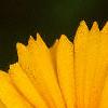 Coreopsis lanceolata 'Sunburst', flowers