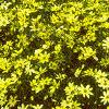 Coreopsis verticillata 'Moonbeam', habit