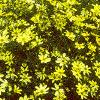 Coreopsis verticillata 'Moonbeam', habit
