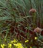Coreopsis verticillata 'Moonbeam', habit