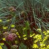 Coreopsis verticillata 'Moonbeam', habit