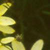Coreopsis verticillata 'Moonbeam', flowers