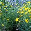 Coreopsis verticillata 'Zagreb', habit